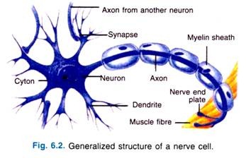 Generalized Structure of a Nerve Cell